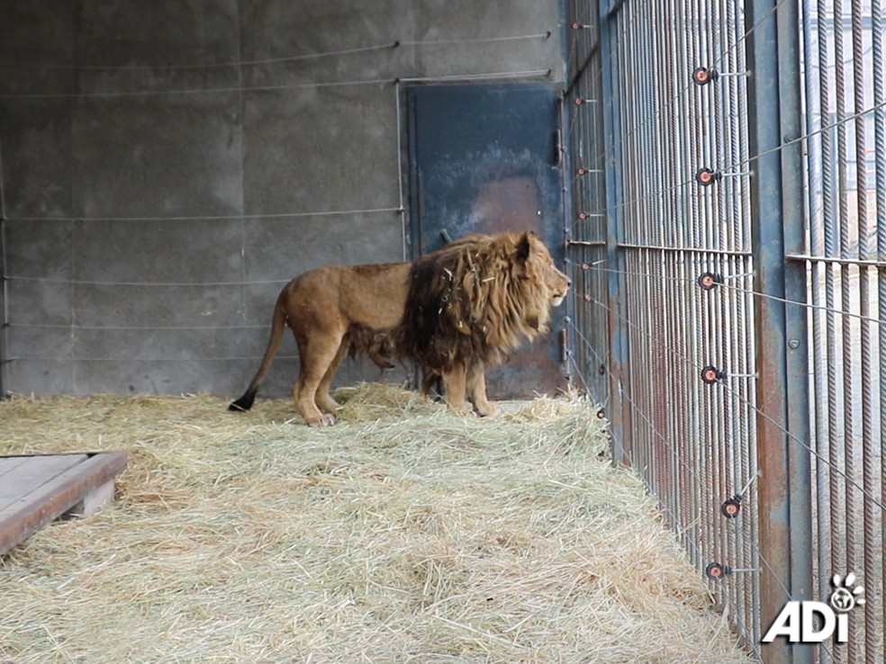 O leão Ruben em sua cela de concreto na Armênia — Foto: Divulgação