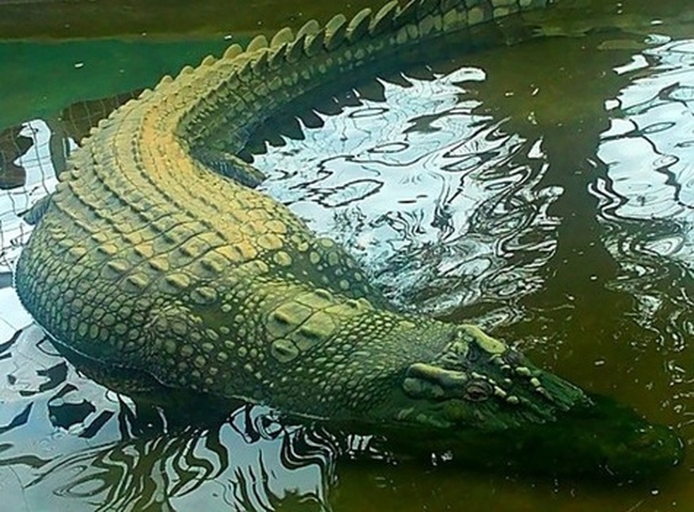 Lolong, o detentor do recorde de maior crocodilo do mundo em cativeiro — Foto: MartyWilliams/ CC BY-SA 3.0