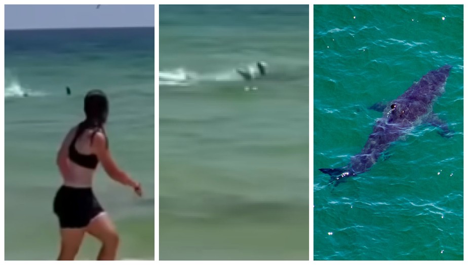 Banhistas aterrorizados com um tubarão na Flórida