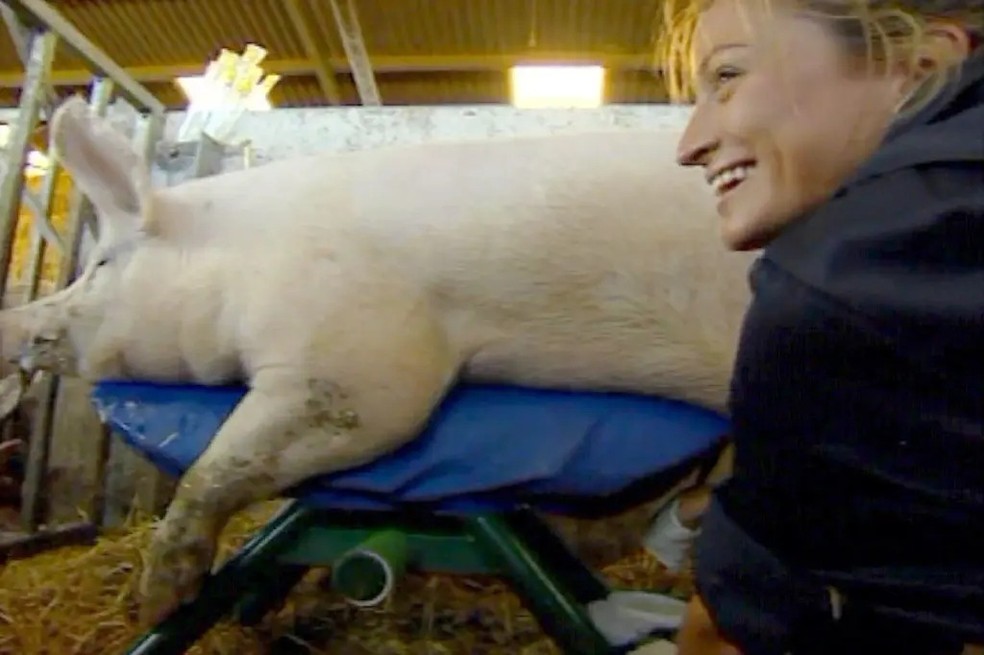 Rebecca Loos, com quem Beckham supostamente teve um affair, extraindo sêmen de um porco — Foto: Reprodução