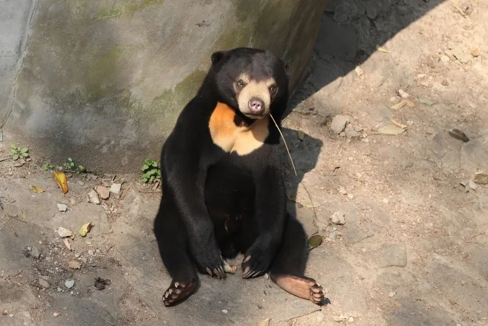 Urso 'humano' de zoológico chinês viraliza nas redes. Local divulgou fotos em alta definição para provar a veracidade do urso — Foto: Reprodução/Twitter