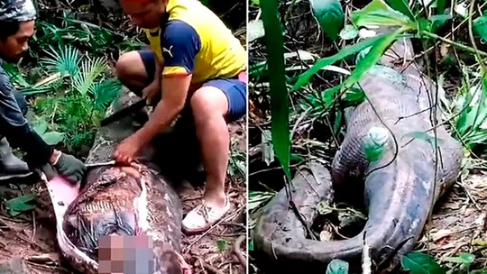 Corpo de mulher é encontrado dentro de cobra píton gigante na Indonésia; vídeo