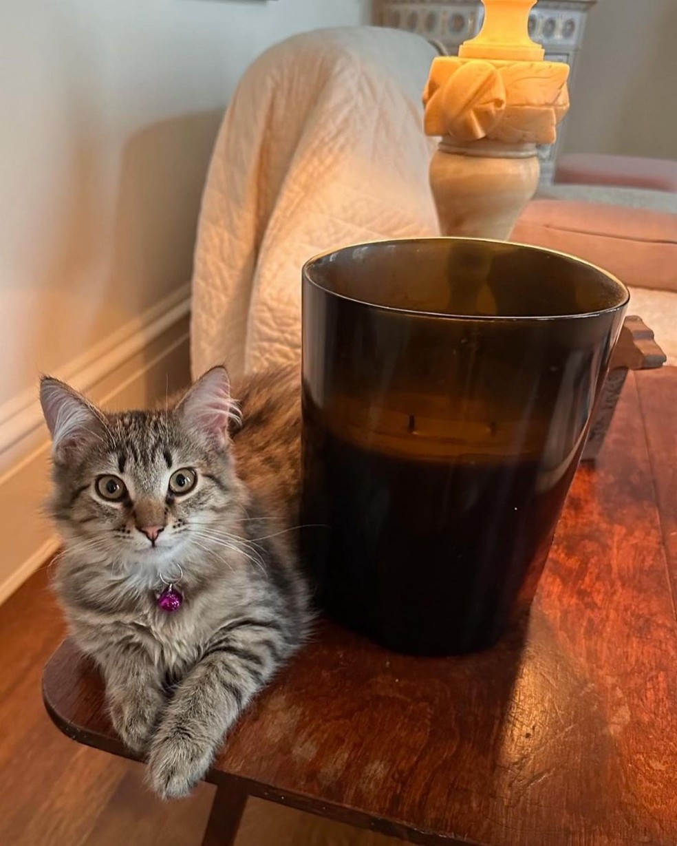 Lotus, novo gato de Sarah Jessica Parker — Foto: Instagram