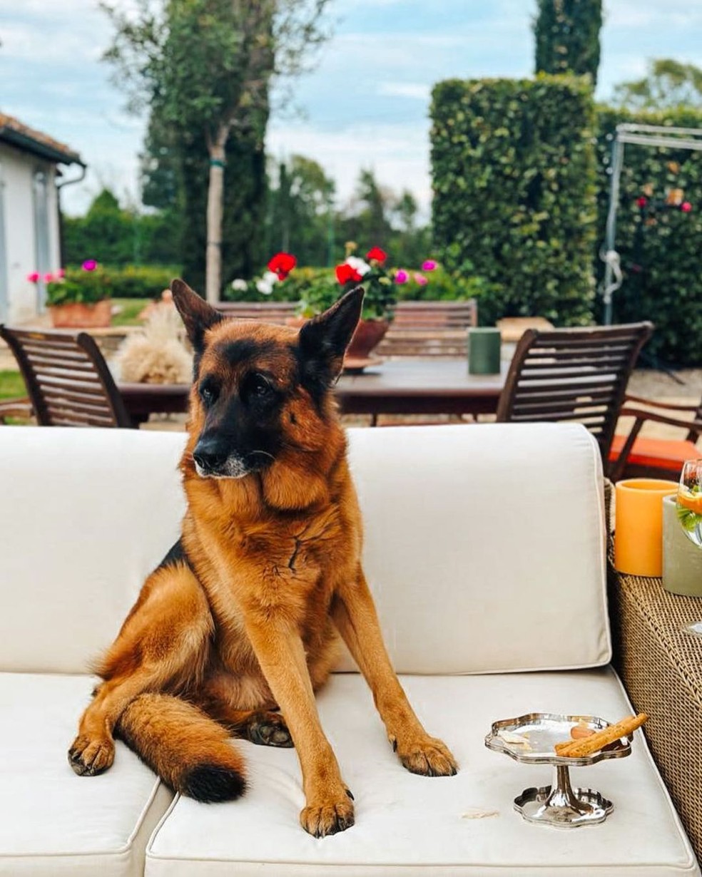 O cão Gunther VI em post no Instagram — Foto: Reprodução | Instagram (@guntherrichdog)