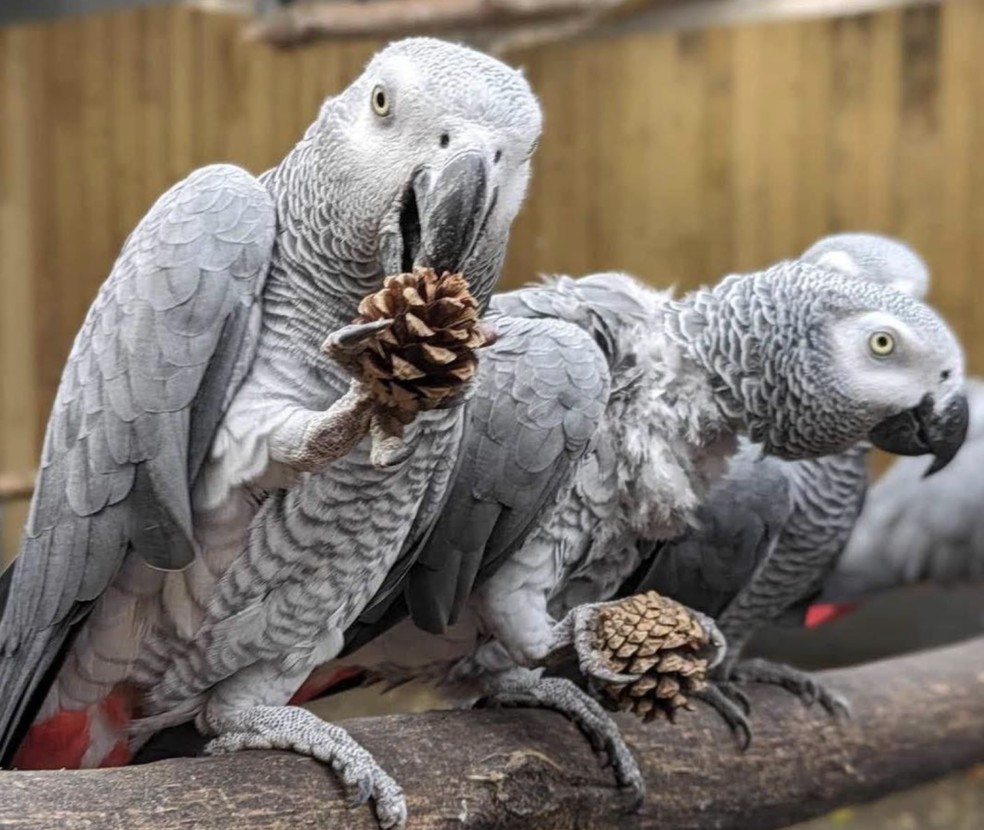 Papagaios-cinzentos do Lincolnshire Wildlife Park, no Reino Unido — Foto: divulgação