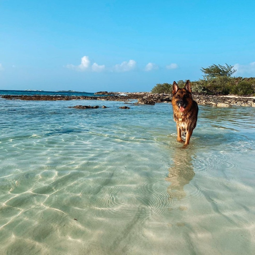 O cão Gunther VI, o cachorro mais rico do mundo, posa para foto no Instagram. — Foto: Reprodução | Instagram (@guntherrichdog)