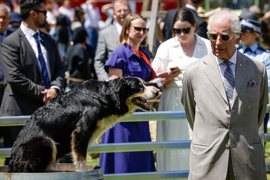O Rei Charles III observando um cachorro em evento na Austrália em 2024