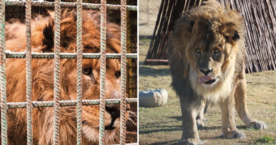 Ruben em sua cela na Armênia; o animal já no santuário da África do Sul