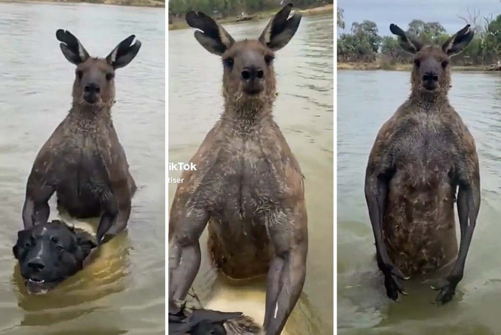 Canguru enorme domina cachorro de ex-policial — Foto: Reprodução/TikTok