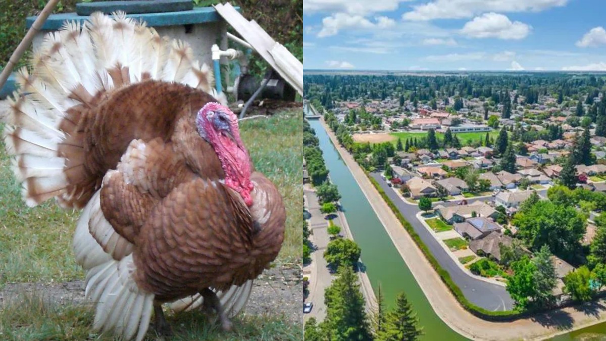 Peru selvagem invade linha de energia e deixa milhares de casas sem eletricidade durante noite de Natal nos EUA | Notícias