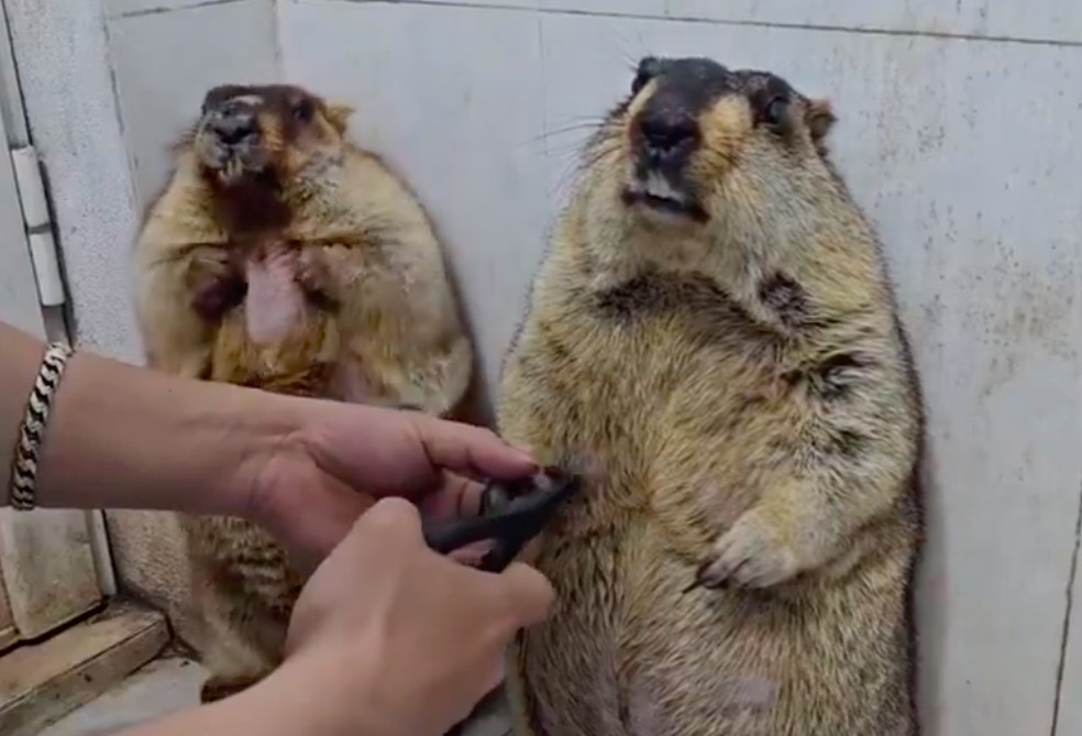 O drama das marmotas tendo as unhas cortadas em vídeo compartilhado por perfil francês no X — Foto: X/Twitter
