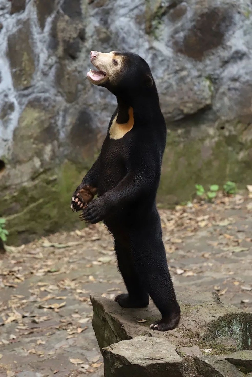 Urso 'humano' de zoológico chinês viraliza nas redes. Local divulgou fotos em alta definição para provar a veracidade do urso — Foto: Divulgação