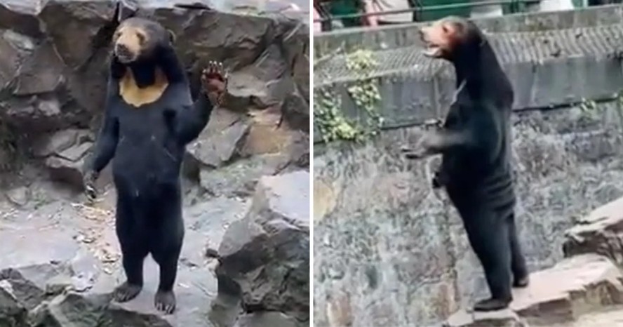 Urso 'humano' de zoológico chinês viraliza nas redes