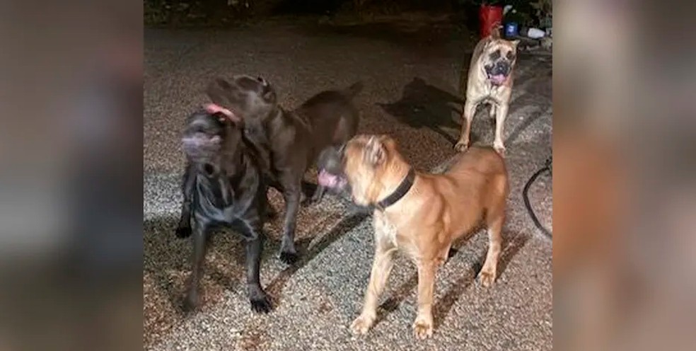 Os cães da raça cane corso do ator Tyrese Gibson — Foto: reprodução