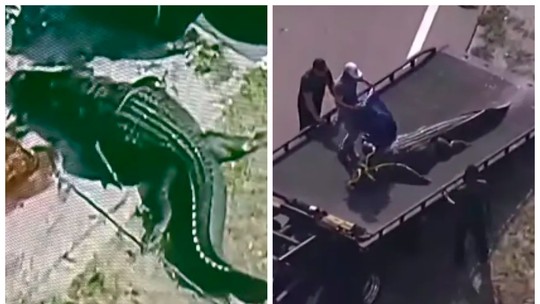 Vítima que estava na boca de crocodilo gigante nos EUA é identificada por ficha policial