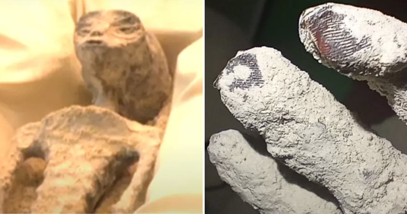 標本 Peru Morpho teseus juturia 122mm Peru Morpho teseus juturia 122mm