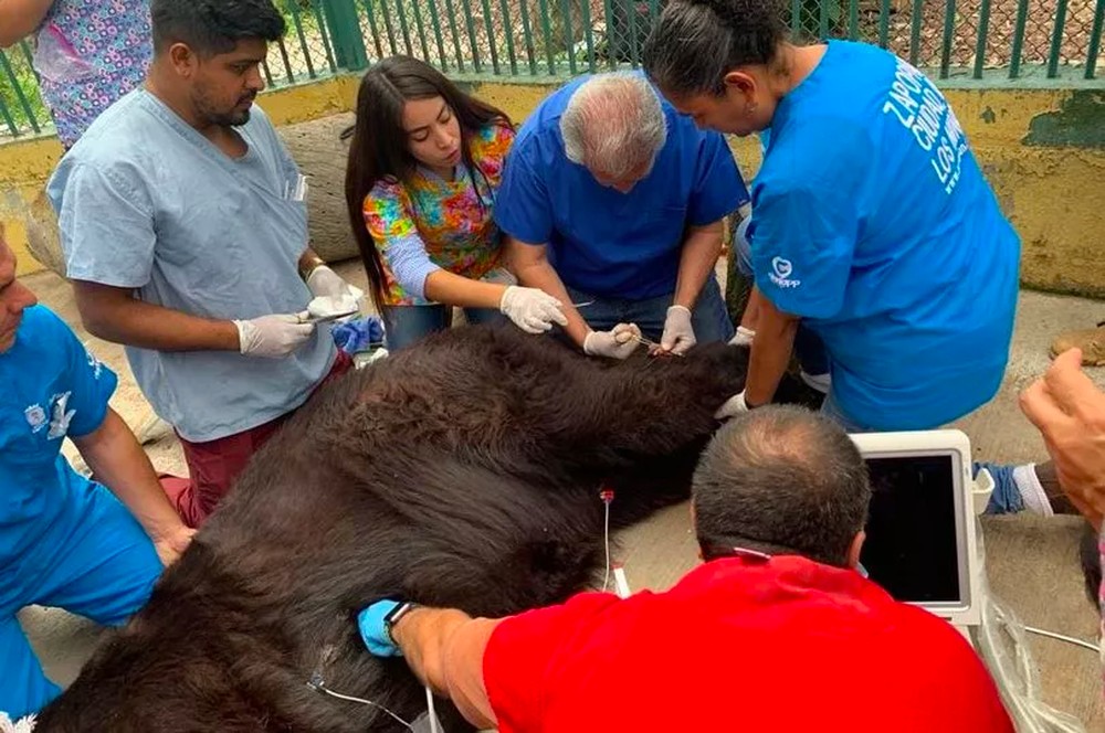 Urso de El Chapo morre após ficar confinado em zoológico particular do