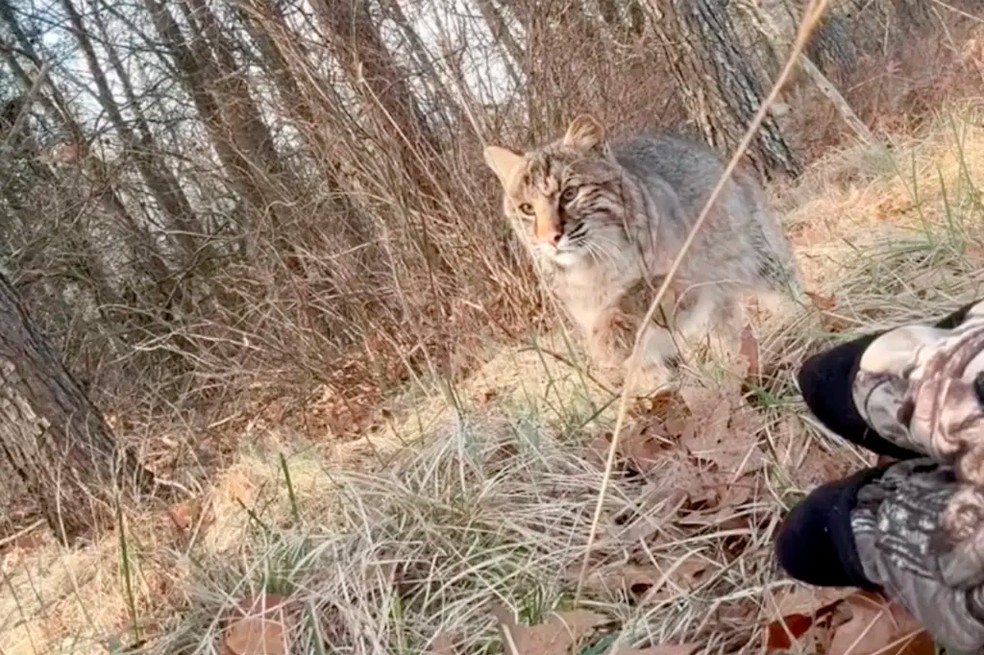 Vídeo mostra lince atacando caçador nos EUA — Foto: reprodução/Instagram