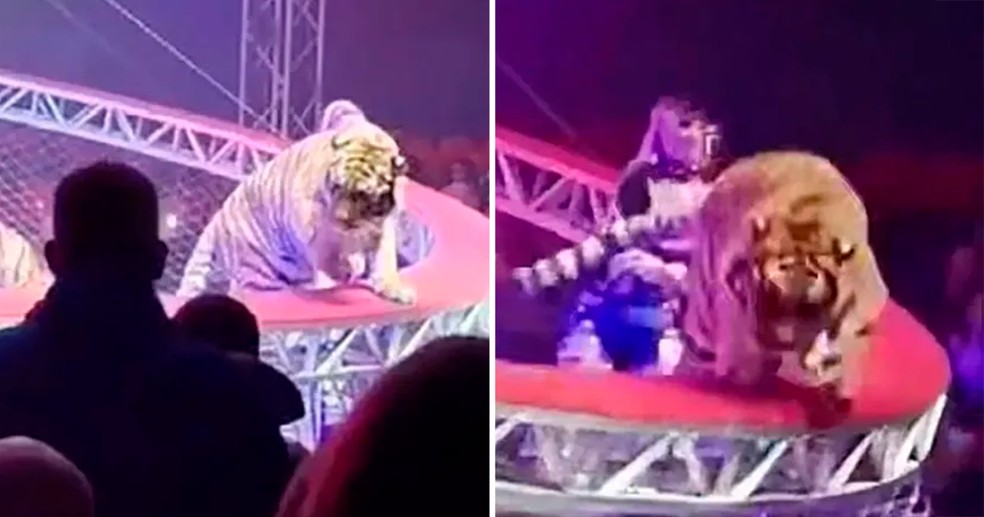Tigre foge de picadeiro em circo na Rússia — Foto: reprodução/X
