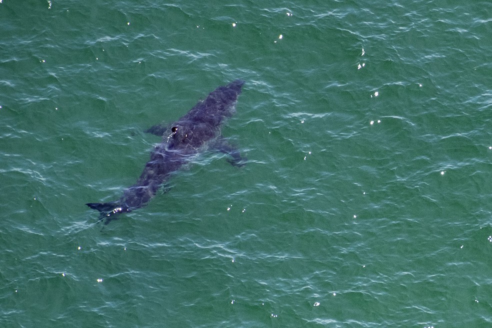 Registro de um tubarão branco na costa do estado de Massachusetts — Foto: Getty Images