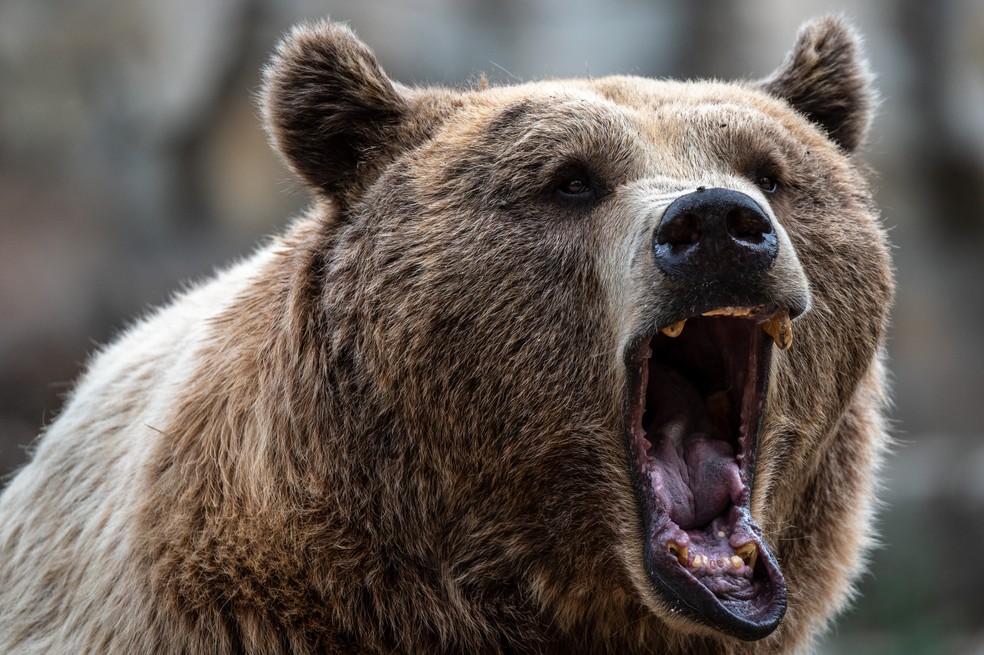 Urso no zoológico de Madrid — Foto: Getty Images