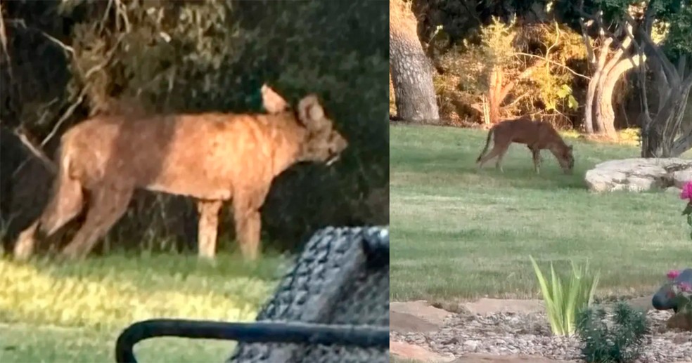 Estranho animal aparece em comunidade do Texas — Foto: reprodução/facebook