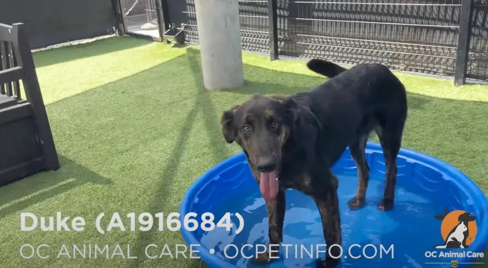 Duke foi resgatado para um abrigo e colocado para adoção — Foto: reprodução