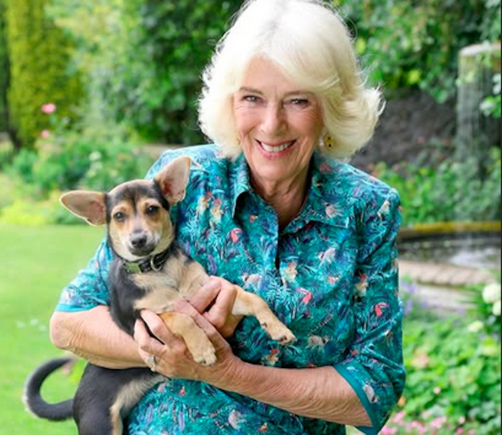A Rainha Consorte Camilla com a cachorrinha Moley, adotada por ela e pelo Rei Charles III no início de 2025 — Foto: Instagram